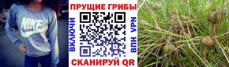 ссылка на мегу рабочий сайт  Саратов  Псилоцибиновые грибы Magic Shrooms  наркошоп 